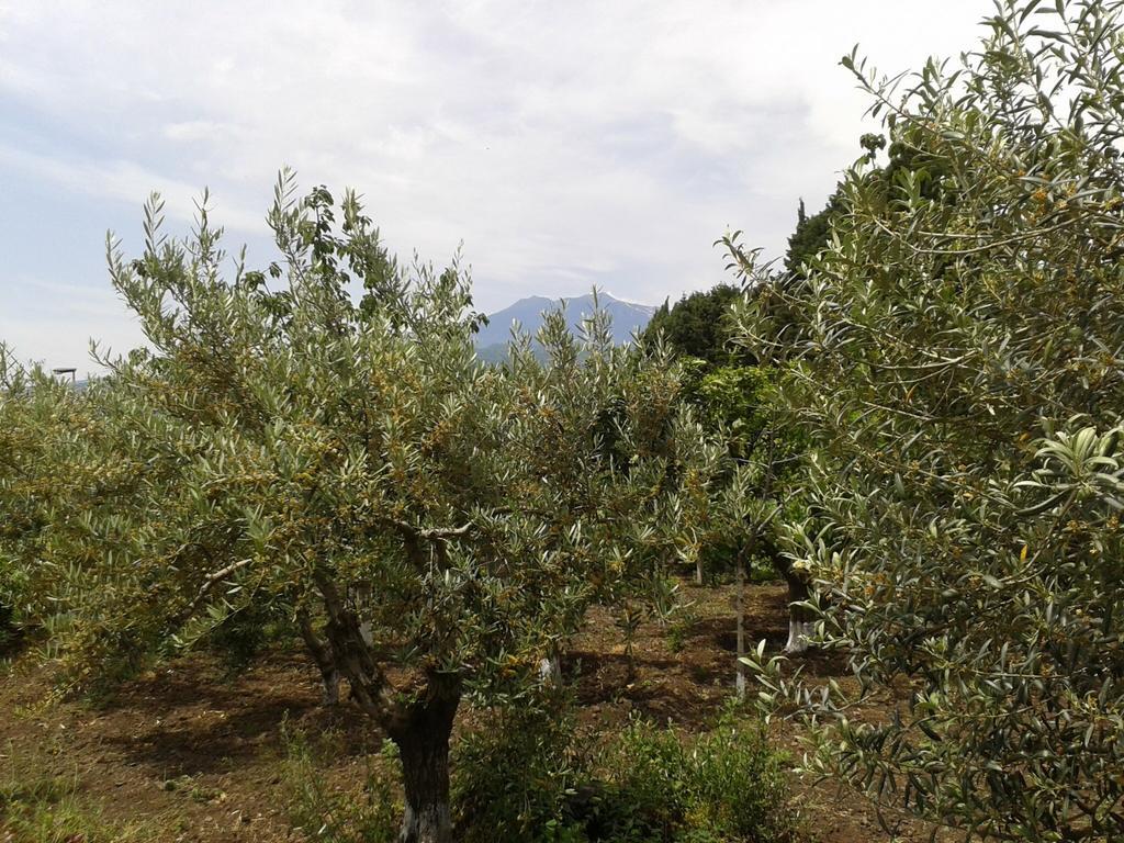 Villa Etna Piedimonte Etneo Exterior foto